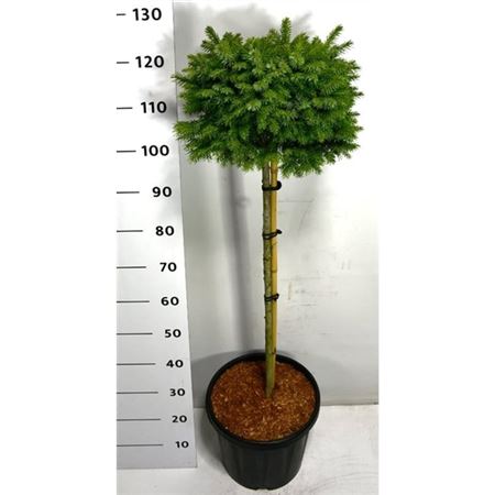 Picea Om Nana On Stem