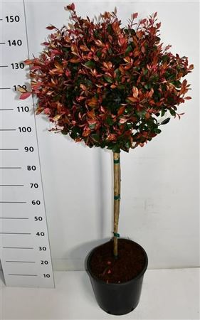 Photinia Fras Little Red Robin On Stem