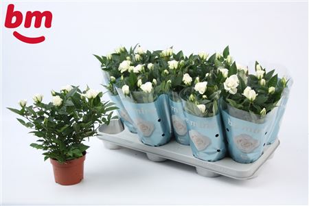 Rosa White Jewel (bm)