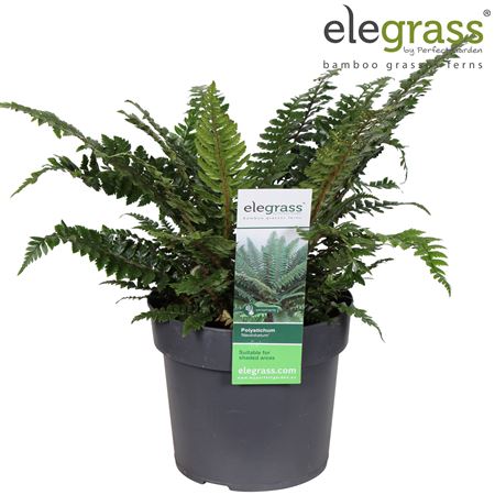 Polystichum Neolobatum