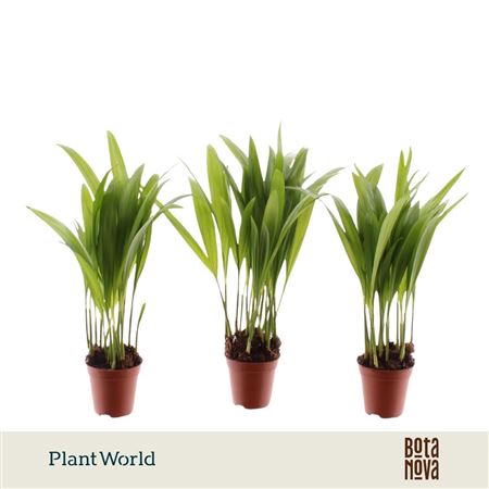 Dypsis Tiny Pammy (decorum)