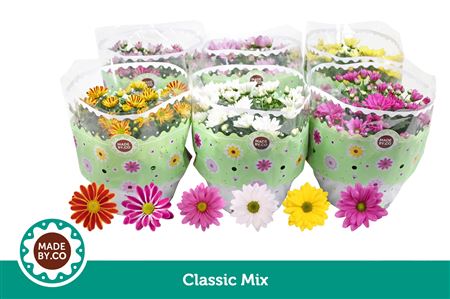 Chrys Classic Mix