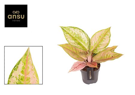 Aglaonema Pastella