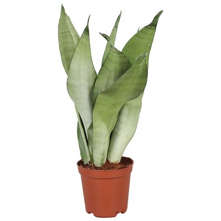 Sansevieria Moonshine
