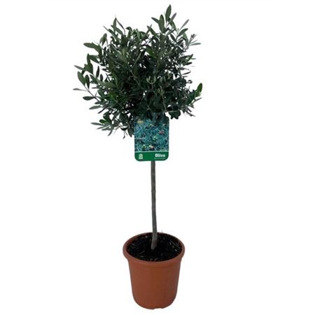 Olea Europaea On Stem (no. 21)
