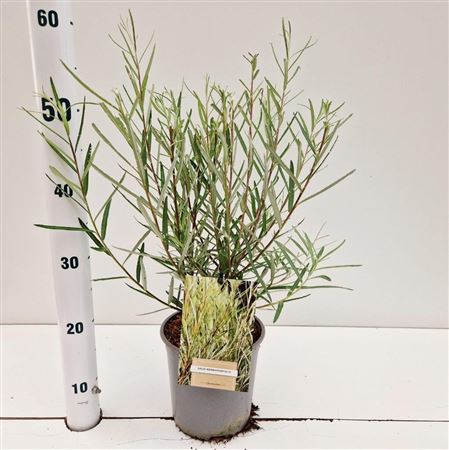 Salix Elaeagnos Rosmarinifolia