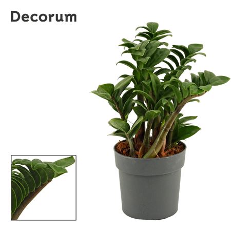 Zamioculcas Zenzi (decorum)