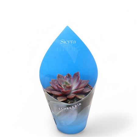 Echeveria Mina (sierra) Sierra Collection