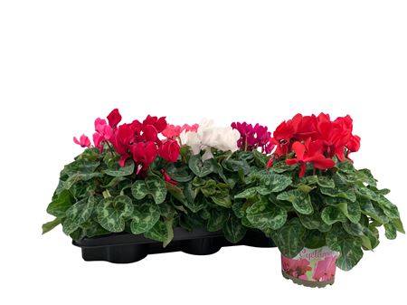 Cyclamen Super Xl Mix
