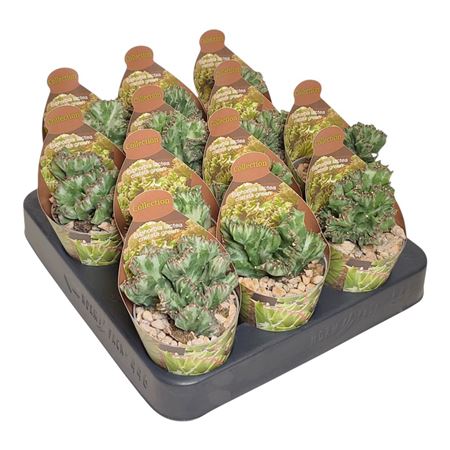 Euphorbia Lactea Crestata Green Potcover