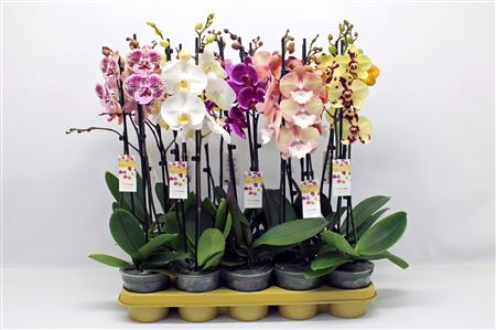 Phal 2st Orange 18+ (phalaenova)
