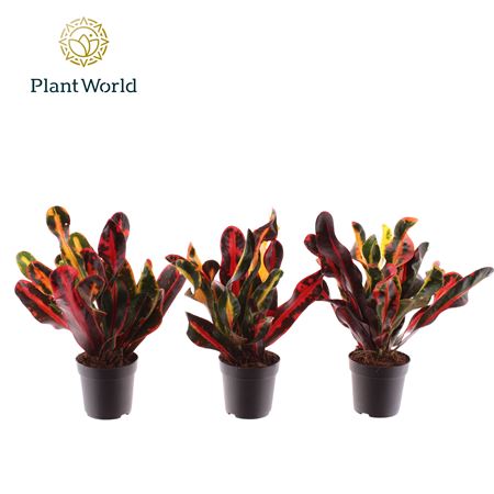 Codiaeum Mammi Head (decorum)