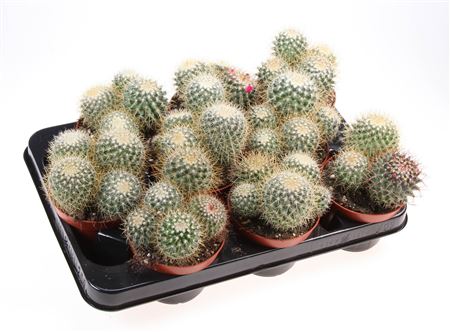 Mammillaria Pringley