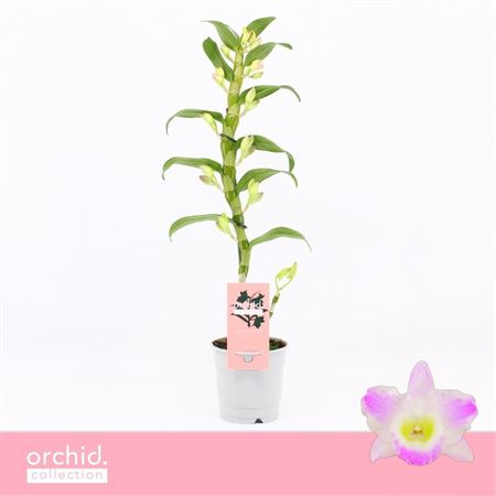 Dendr Nob 1st Pandora Orchid Collection