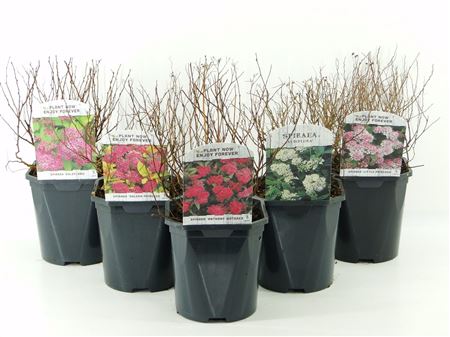 Spiraea Japonica Mix