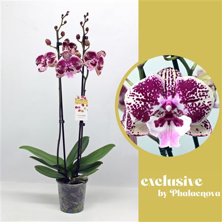 Phal 2st Wioletta 16+ (phalaenova)