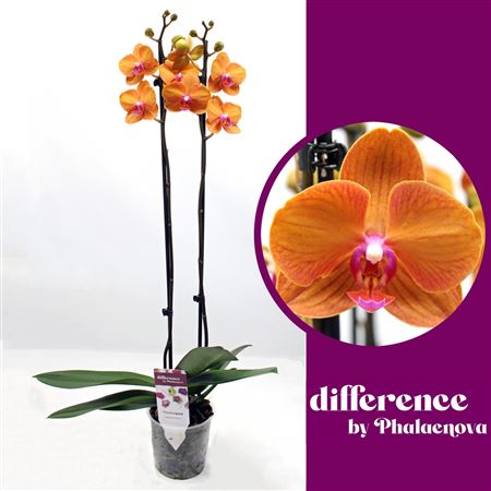 Phal 2st Orange Tamara 14+ (phalaenova)