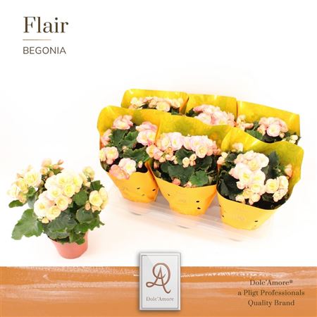 Begonia Hailey Sunset Metallic Sleeve (dolc'amore)