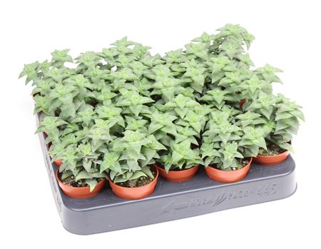 Crassula Perfossa Green