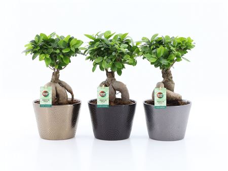 Ficus Ginseng Infinitie Ceramic