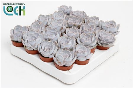 Echeveria Runyonii