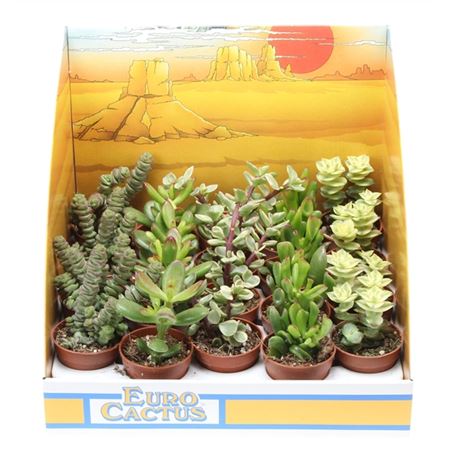 Crassula Mix In Showbox