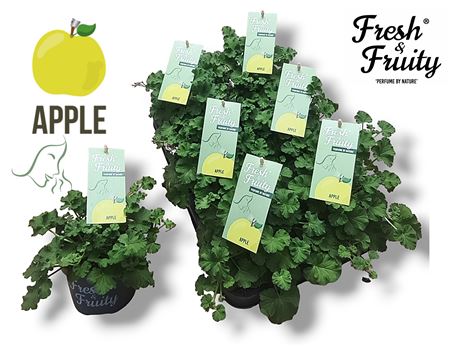 Pelargonium Frag Apple Fresh (fresh&fruity)