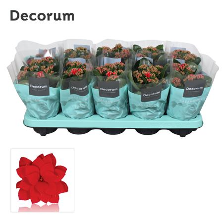 Kal Cal Serenity Red (decorum)