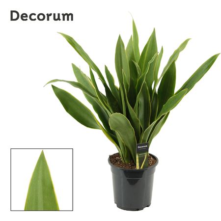 Sansevieria Aubrytiana Yellow Edge
