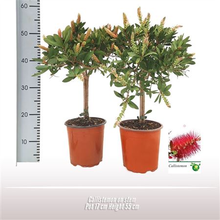 Callistemon On Stem