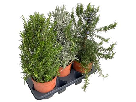 Herb Mix Pyramid