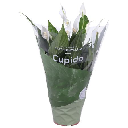 Spath Pearl Cupido 6+