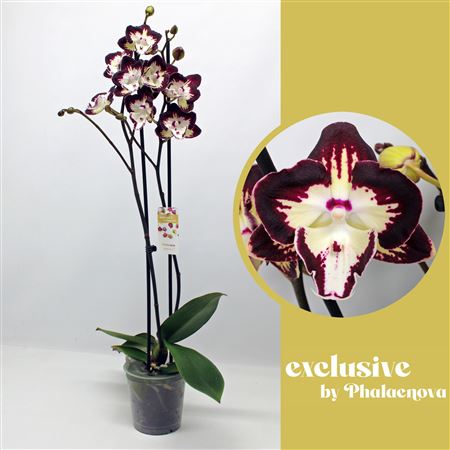 Phal 2st Klementine 16+ (phalaenova)