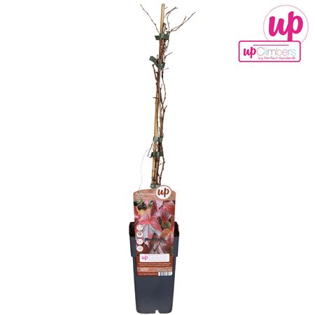 Parthenocissus Tricuspidata Veitch Boskoop