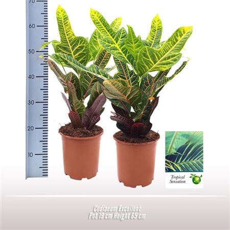 Codiaeum Excellent