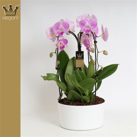Phal 3st Crown Pink (bernhard)