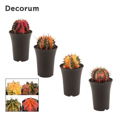 Gymnocalycium Cactus Variegated(decorum)
