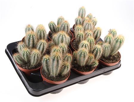 Pilosocereus Pachycladus