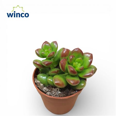 Sedum Lucidum