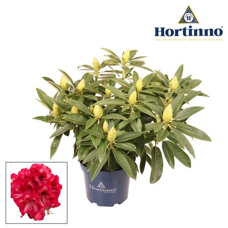 Rhodo Hortinno Red Dragon