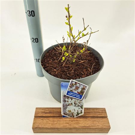 Lagerstroemia Indica With Love Kiss