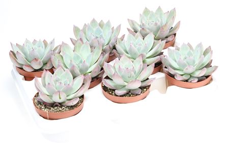 Echeveria Exotica