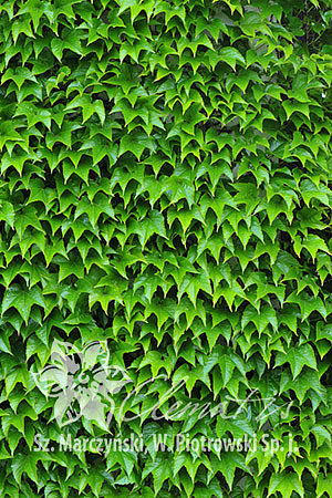 Девичий виноград триостренный Вейча