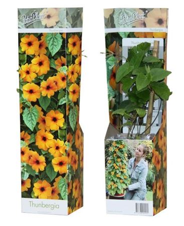 Thunbergia Alata Orange Star