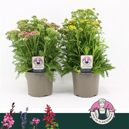 Achillea Millefolium Mix Milly Rock