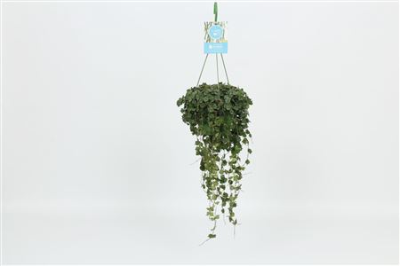 Hoya Curtisii Hangpot