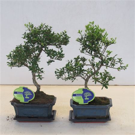 Bonsai Ilex Crenata, Shape Small Leaf