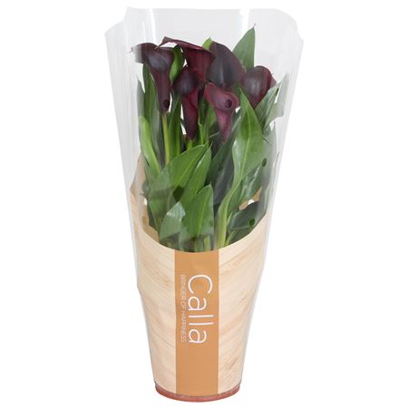 Zantedeschia Odessa Black 5+