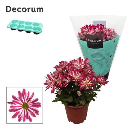Chrys Margarita Bicolor Candy (decorum)