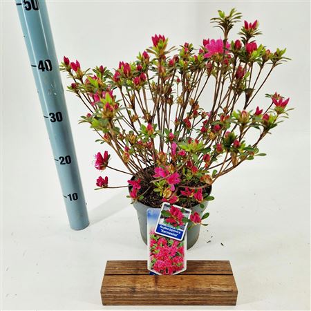 Rhodo Kermesina